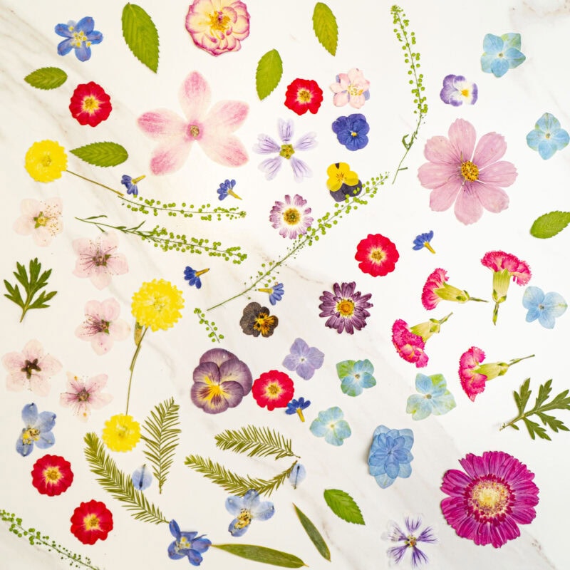 Blue and pink pressed flower arrangement, floral botanical collection, petal & still preserves natural flower art, vibrant colorful flowers and greenery, sustainable floral design elements.